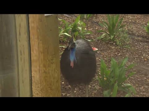 Zoo Day | Meet the cassowary