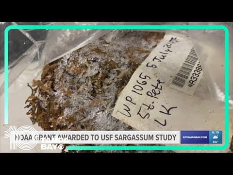 'Real-time monitoring and forecasting...': USF to lead $3.2M grant to develop sargassum forecasting