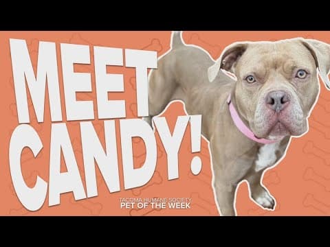 Pet Rescue of the Week: Candy