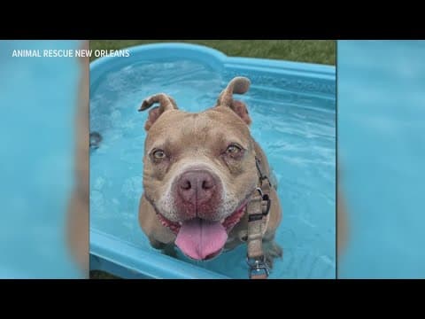 Animal Rescue New Orleans celebrates grand opening of new shelter and adoption center