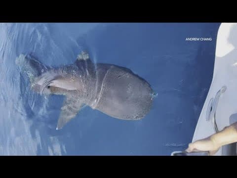 Extremely rare 'megamouth' shark sighting off the coast of San Diego