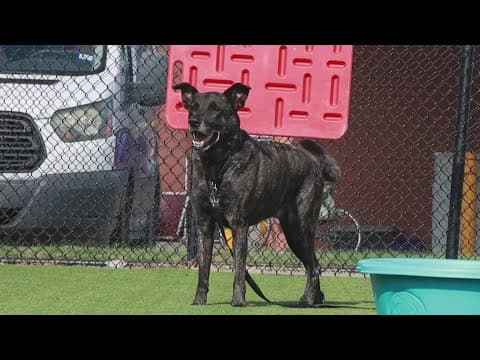 Tailwaggers: Meet Kingston