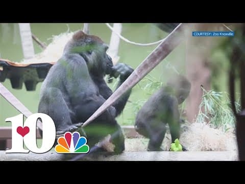 Zoo Knoxville's Kowali the Gorilla dies at 47