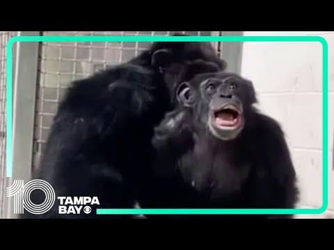 Chimpanzee caged for 28 years 'in awe' after seeing sky for first time