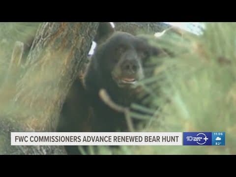 Florida's first black bear hunt in 10 years moves forward with wildlife officials