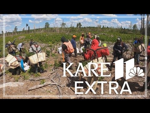 Crews replant thousands of seedlings to bring back MN forest