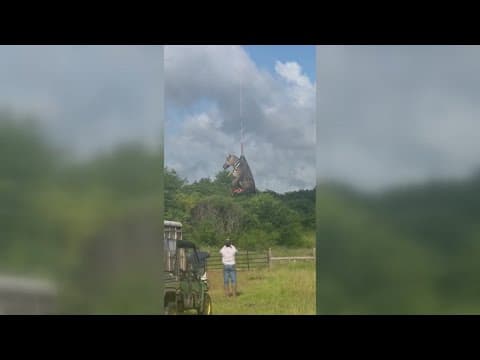 Missing zebra rescued safely in Rutherford County after days on the loose, RCSO says