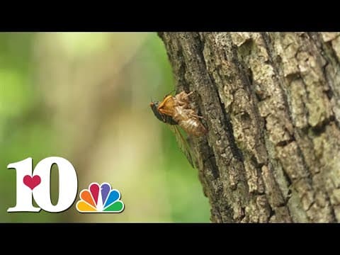 What TVA says on the emergence of cicadas in Tennessee