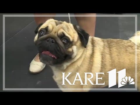 Tips for training your dog at State Fair