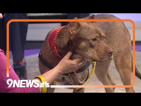 Sweet pitbull-mix is very social and energetic