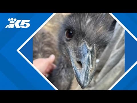 Have you seen this emu? Bird reported missing from Puyallup area since Saturday