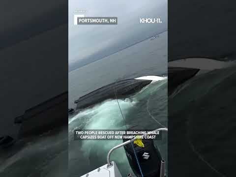 Whale capsizes boat off New Hampshire coast, sends 2 people into the water