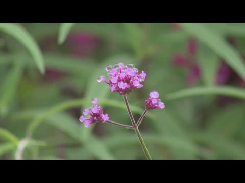 Some advice for preparing your garden for winter