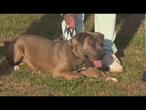 Prince George's Co. Animal Shelter prepares to euthanize over 30 dogs