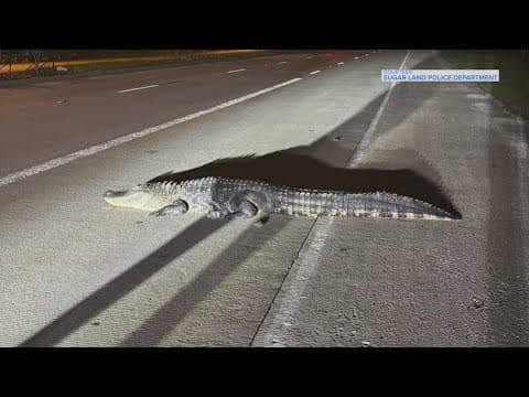 Gator stopped before making it across busy Sugar Land road
