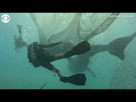 Divers rescue five whale sharks from fishing nets
