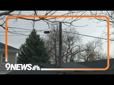 How to protect trees during heavy snowfall