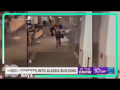 Moose spots plants in Alaska hospital lobby, stops in for a bite