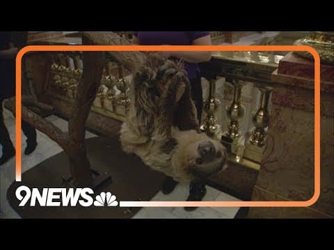 Sloth steals the show as Denver Zoo visits state Capitol