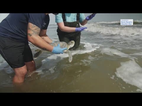 Two dozen cold-stunned sea turtles released in Galveston after being cared for by Houston Zoo