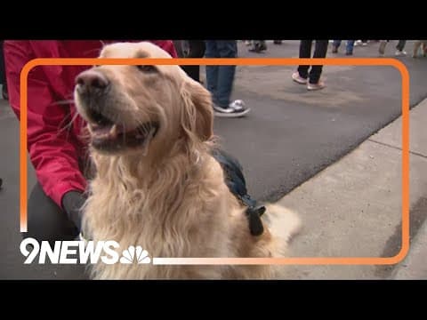 Thousands of golden retrievers to gather in Golden