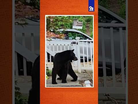 Bears spotted in DC, Arlington neighborhoods