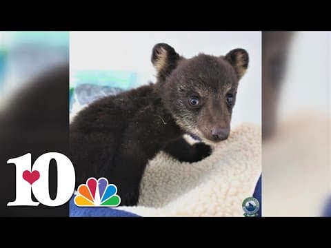 Appalachian Bear Rescue releases 'Taco' back into the wild, their longest-standing resident in 2022