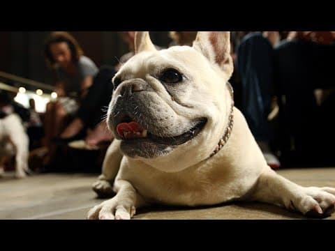 The problem with Frenchies