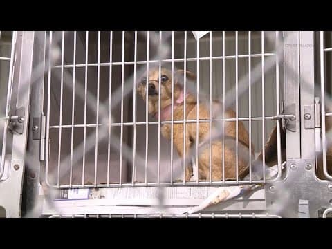 Is the mystery dog illness in Texas? It's hard to tell, but here's what to look out for