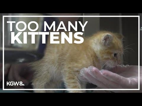 Animal shelters in Southwest Washington at full capacity amid kitten season