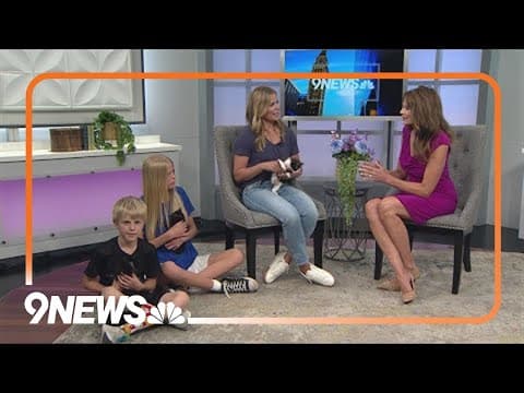 Bart, Maggie and Lisa are sweet, 10-month-old littermates that need a forever home