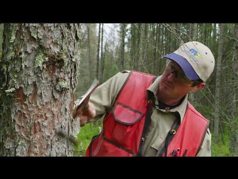 How a small beetle is devastating Minnesota's tamarack trees