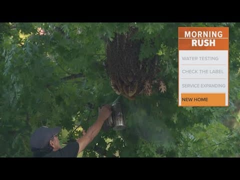 Swarm of bees evicted from downtown Houston