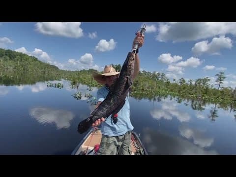 Invasive fish species from China caught up in name-change debate in Maryland