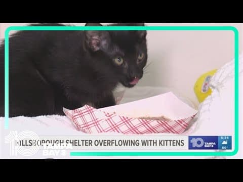 Hillsborough shelter overflowing with kittens: How you can help