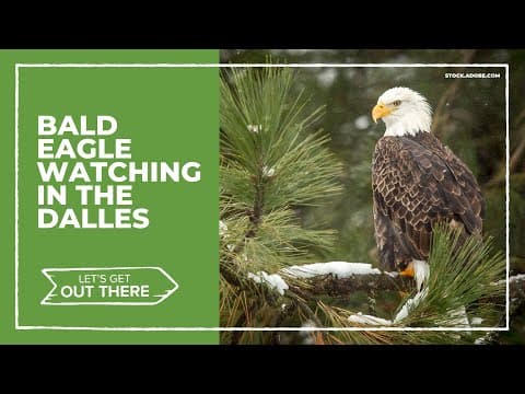 Bald eagle watching in The Dalles