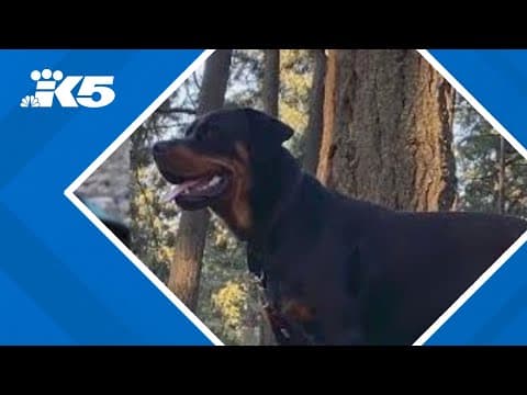 Lakewood family upset after officer shoots their dog