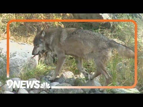 Deal reached with British Columbia to bring more Canadian wolves to Colorado