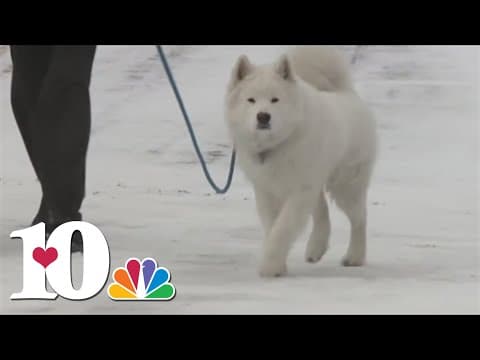 How you can keep your furry friends safe in cold temperatures