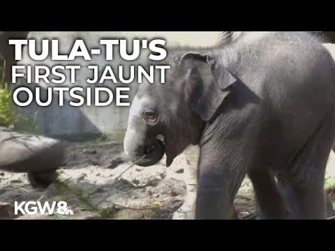 Oregon Zoo baby elephant Tula-Tu has first outdoor adventure with mom
