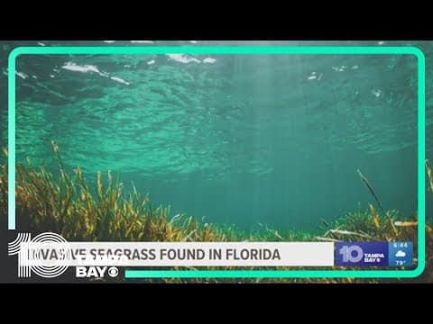Invasive seagrass discovered in Florida, first time in the country