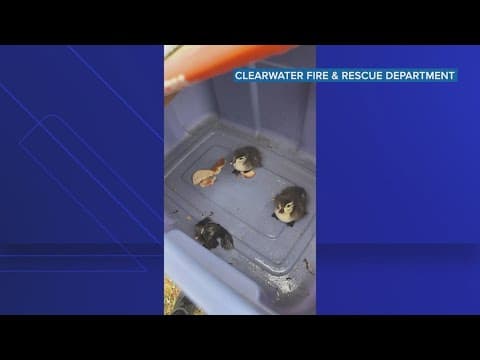 Clearwater firefighters rescue baby ducks from storm drain