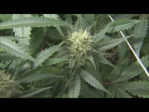 DOJ formally moves to reclassify marijuana