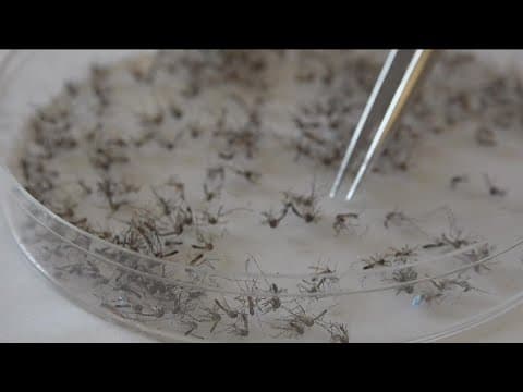 San Diego rain season brings moisture and mosquitos