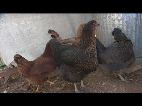 How to protect backyard chickens from bird flu