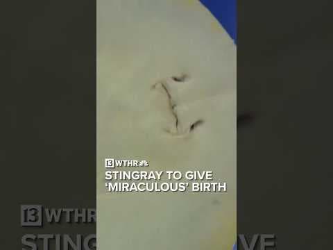 Stingray believed to be impregnated by shark in North Carolina