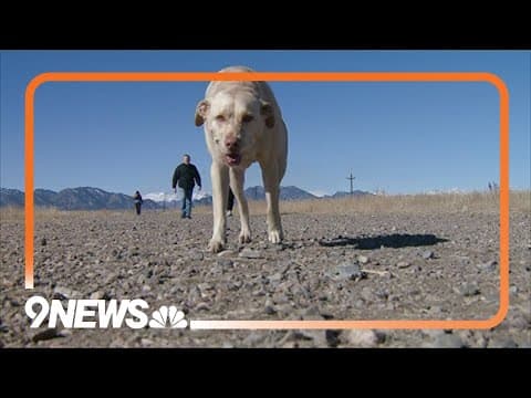 Popular Westminster dog park could soon see reduction in off-leash space