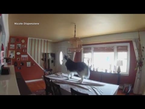 4.8 magnitude earthquake rattles Northeast