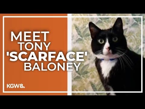 Portland cat wins national Wackiest Cat Name contest