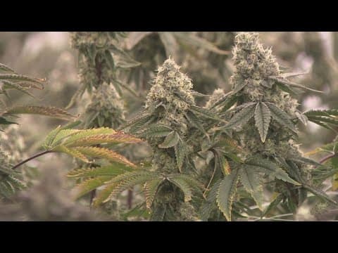 Manassas marijuana growing facility preparing to expand as cannabis marketplace bills advance